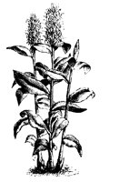 BLUME263.TIF