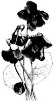 BLUME262.TIF