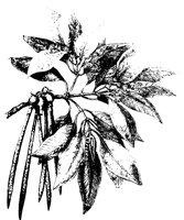 BLUME261.TIF