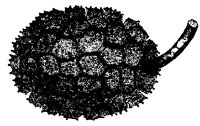 BLUME260.TIF