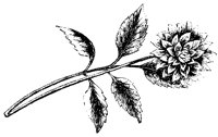 BLUME26.TIF