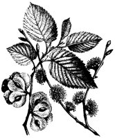 BLUME259.TIF