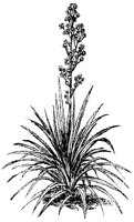 BLUME258.TIF