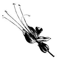 BLUME254.TIF
