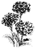 BLUME253.TIF