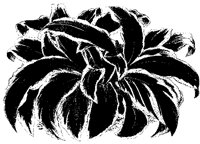BLUME252.TIF