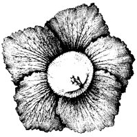 BLUME251.TIF