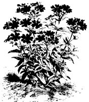 BLUME25.TIF