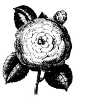 BLUME247.TIF