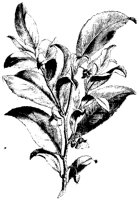 BLUME246.TIF