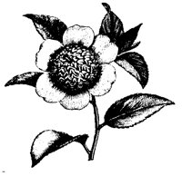 BLUME245.TIF