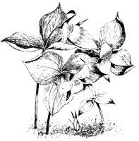 BLUME244.TIF
