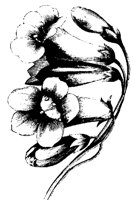 BLUME243.TIF