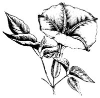 BLUME240.TIF