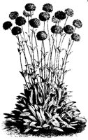 BLUME24.TIF