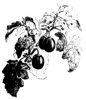 BLUME239.TIF