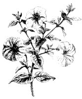 BLUME237.TIF