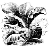 BLUME236.TIF