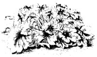 BLUME234.TIF