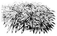 BLUME233.TIF