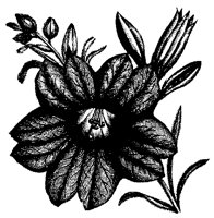 BLUME231.TIF