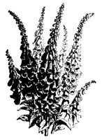 BLUME230.TIF