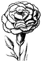 BLUME23.TIF