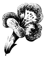 BLUME229.TIF