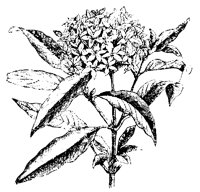 BLUME227.TIF