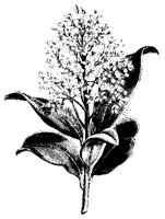 BLUME226.TIF