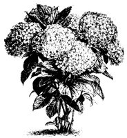 BLUME224.TIF