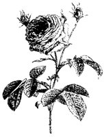 BLUME223.TIF