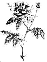 BLUME222.TIF
