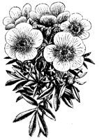 BLUME221.TIF