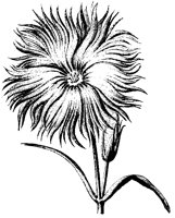 BLUME22.TIF