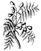 BLUME219.TIF
