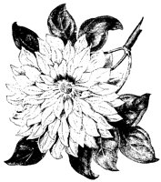 BLUME217.TIF