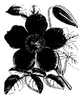 BLUME216.TIF