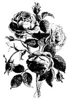 BLUME215.TIF