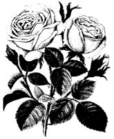 BLUME214.TIF