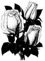 BLUME213.TIF