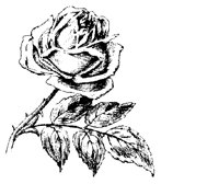 BLUME212.TIF