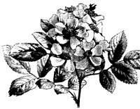 BLUME211.TIF