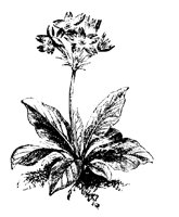 BLUME210.TIF