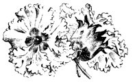 BLUME209.TIF