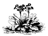 BLUME208.TIF