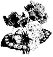 BLUME207.TIF