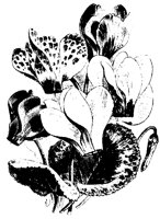 BLUME206.TIF
