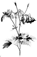 BLUME204.TIF
