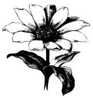 BLUME203.TIF